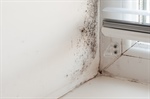 How Does Mold Growth Affect HVAC Systems and Indoor Air Quality?