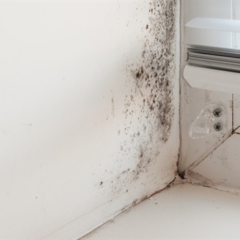 How Does Mold Growth Affect HVAC Systems and Indoor Air Quality?
