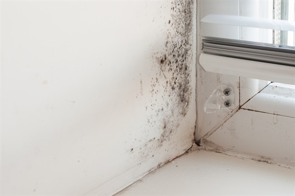 How Does Mold Growth Affect HVAC Systems and Indoor Air Quality?
