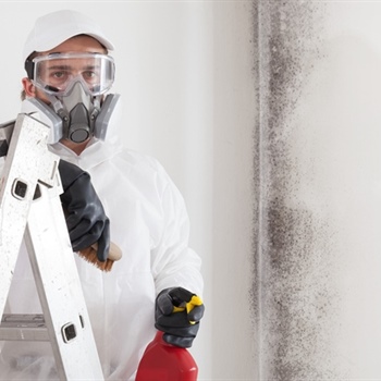 What Factors Influence the Cost of Professional Mold Remediation?