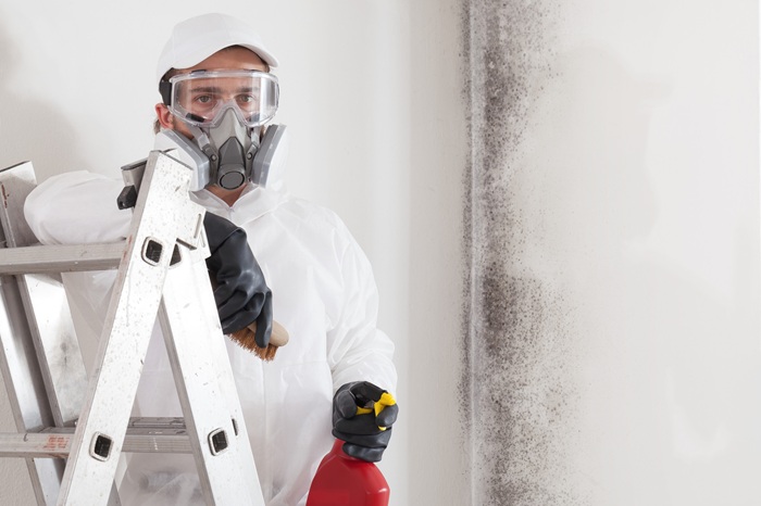 What Factors Influence the Cost of Professional Mold Remediation?