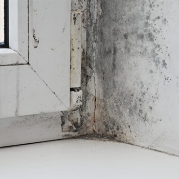 What Is the Difference Between Mold Testing, Mold Inspection, and Mold Clearance Testing?