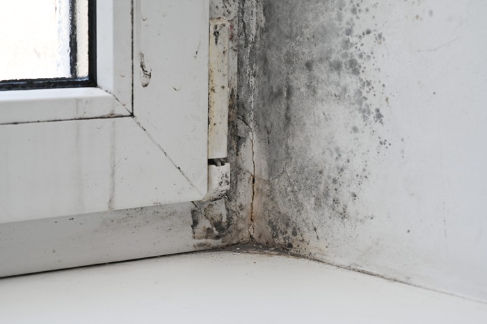 What Is the Difference Between Mold Testing, Mold Inspection, and Mold Clearance Testing?