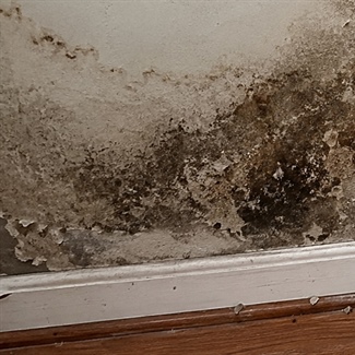 Vacant Medford Home Saved from Severe Mold Growth