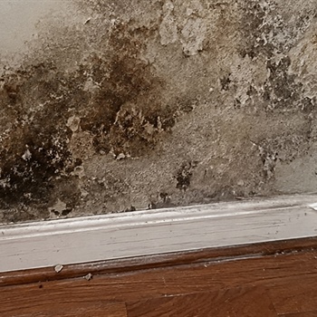 Vacant Medford Home Saved from Severe Mold Growth and Structural Water Damage After Broken Supply Line