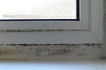 Mold Remediation: How Late is Too Late?