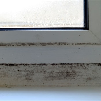 Mold Remediation: How Late is Too Late?