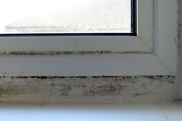 Mold Remediation: How Late is Too Late?
